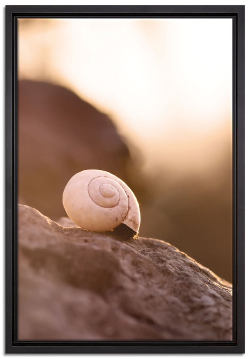 kleine Schnecke auf Stein auf Leinwandbild gerahmt Größe 60x40