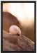 kleine Schnecke auf Stein auf Leinwandbild gerahmt Größe 60x40