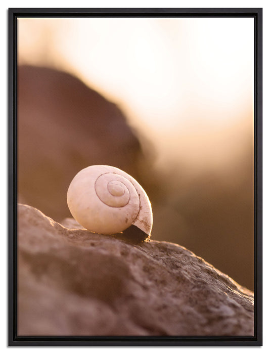 kleine Schnecke auf Stein auf Leinwandbild gerahmt Größe 80x60