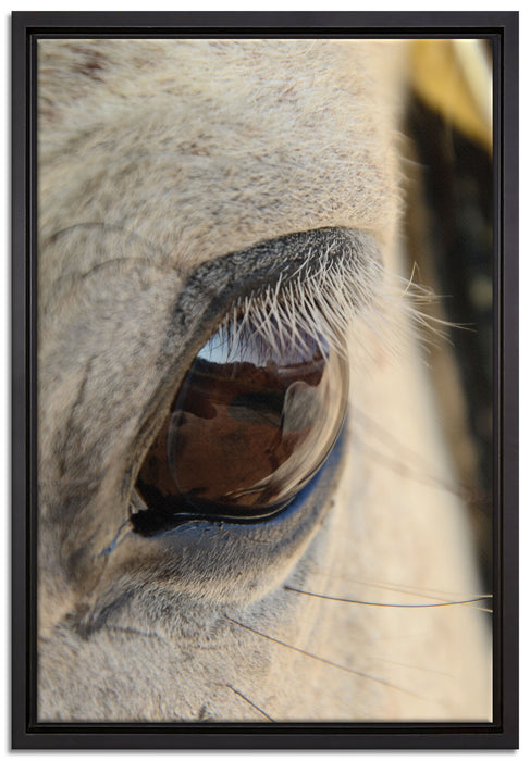 schöne große Pferdeaugen auf Leinwandbild gerahmt Größe 60x40
