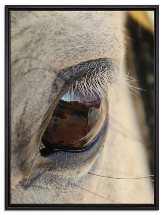 schöne große Pferdeaugen auf Leinwandbild gerahmt Größe 80x60