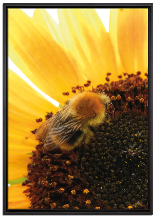 Biene auf Sonnenblume auf Leinwandbild gerahmt Größe 100x70