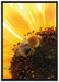 Biene auf Sonnenblume auf Leinwandbild gerahmt Größe 100x70