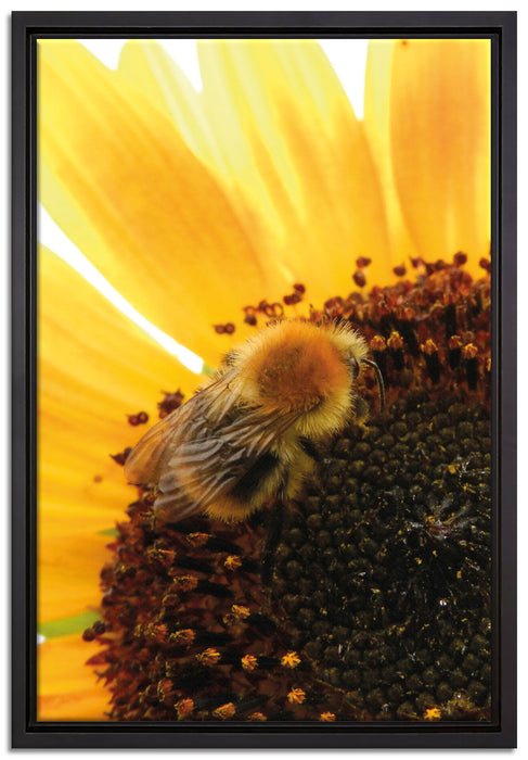 Biene auf Sonnenblume auf Leinwandbild gerahmt Größe 60x40
