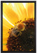 Biene auf Sonnenblume auf Leinwandbild gerahmt Größe 60x40