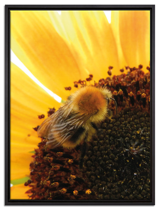 Biene auf Sonnenblume auf Leinwandbild gerahmt Größe 80x60