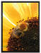Biene auf Sonnenblume auf Leinwandbild gerahmt Größe 80x60