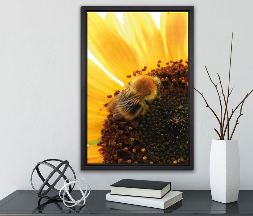Biene auf Sonnenblume auf Leinwandbild gerahmt mit Kirschblüten