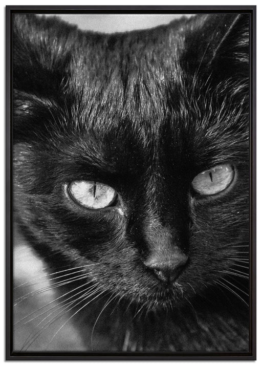 schwarze Katze auf Leinwandbild gerahmt Größe 100x70