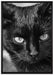 schwarze Katze auf Leinwandbild gerahmt Größe 100x70