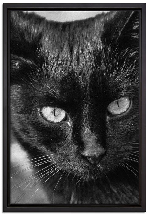 schwarze Katze auf Leinwandbild gerahmt Größe 60x40