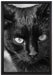 schwarze Katze auf Leinwandbild gerahmt Größe 60x40