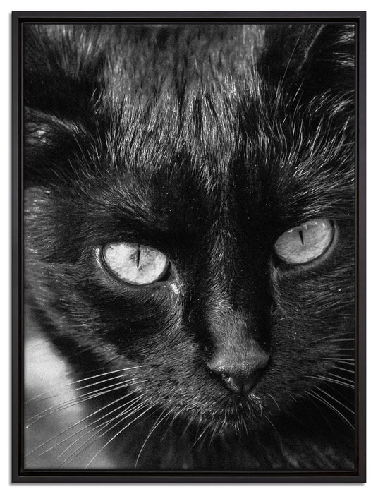 schwarze Katze auf Leinwandbild gerahmt Größe 80x60
