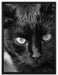 schwarze Katze auf Leinwandbild gerahmt Größe 80x60
