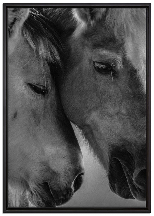 zwei liebevolle Pferde auf Leinwandbild gerahmt Größe 100x70