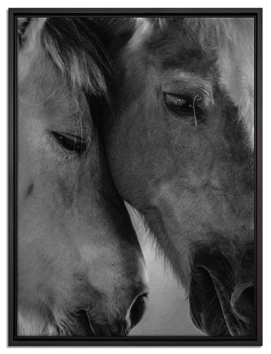 zwei liebevolle Pferde auf Leinwandbild gerahmt Größe 80x60