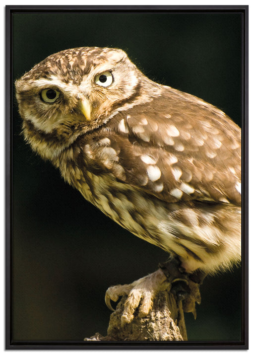 Eule auf Ast auf Leinwandbild gerahmt Größe 100x70