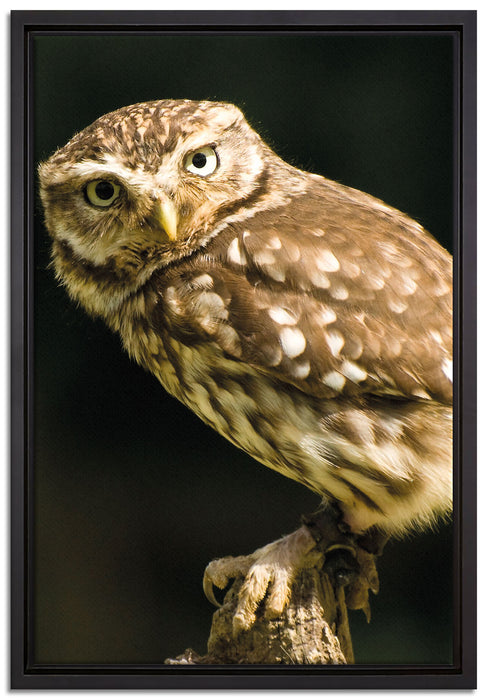 Eule auf Ast auf Leinwandbild gerahmt Größe 60x40