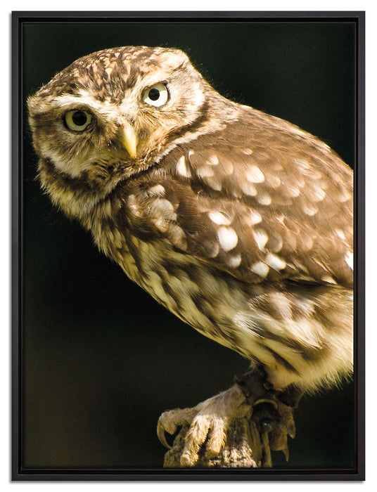 Eule auf Ast auf Leinwandbild gerahmt Größe 80x60