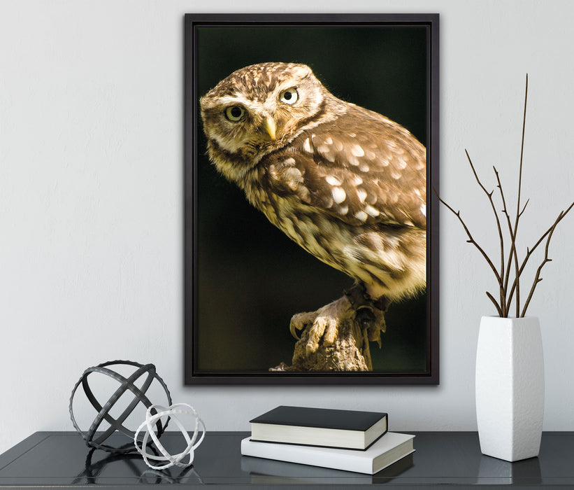 Eule auf Ast auf Leinwandbild gerahmt mit Kirschblüten