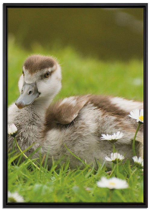 Enten auf Wiese auf Leinwandbild gerahmt Größe 100x70