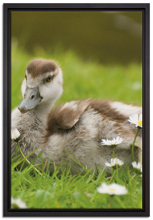 Enten auf Wiese auf Leinwandbild gerahmt Größe 60x40