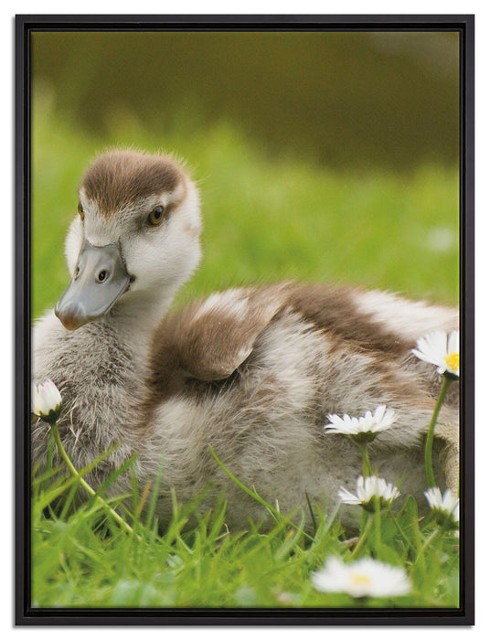Enten auf Wiese auf Leinwandbild gerahmt Größe 80x60
