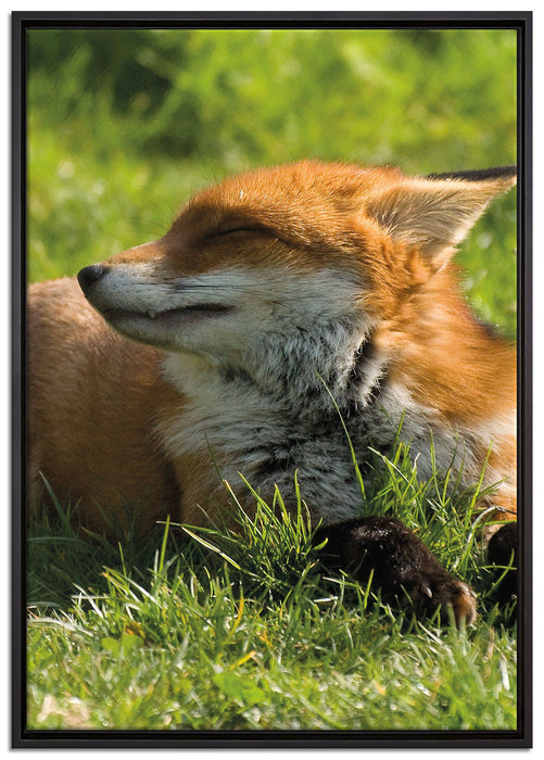 Fuchs im Gras auf Leinwandbild gerahmt Größe 100x70