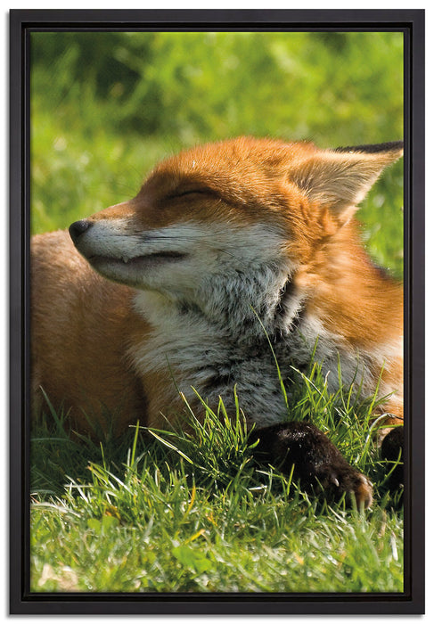 Fuchs im Gras auf Leinwandbild gerahmt Größe 60x40