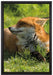 Fuchs im Gras auf Leinwandbild gerahmt Größe 60x40