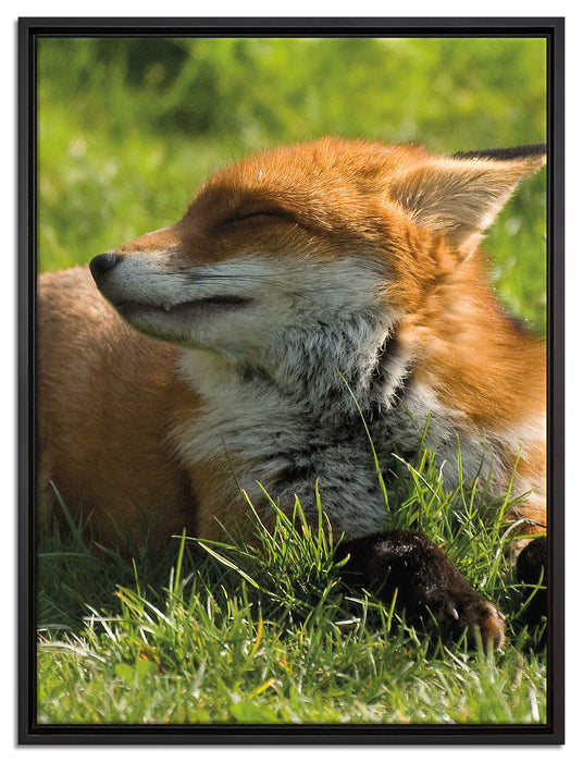 Fuchs im Gras auf Leinwandbild gerahmt Größe 80x60