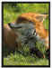 Fuchs im Gras auf Leinwandbild gerahmt Größe 80x60