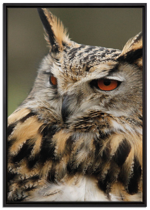 Eule auf Ast auf Leinwandbild gerahmt Größe 100x70