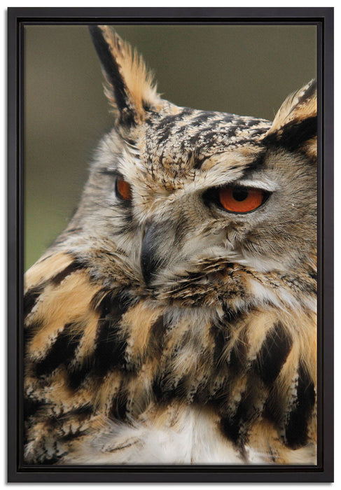 Eule auf Ast auf Leinwandbild gerahmt Größe 60x40