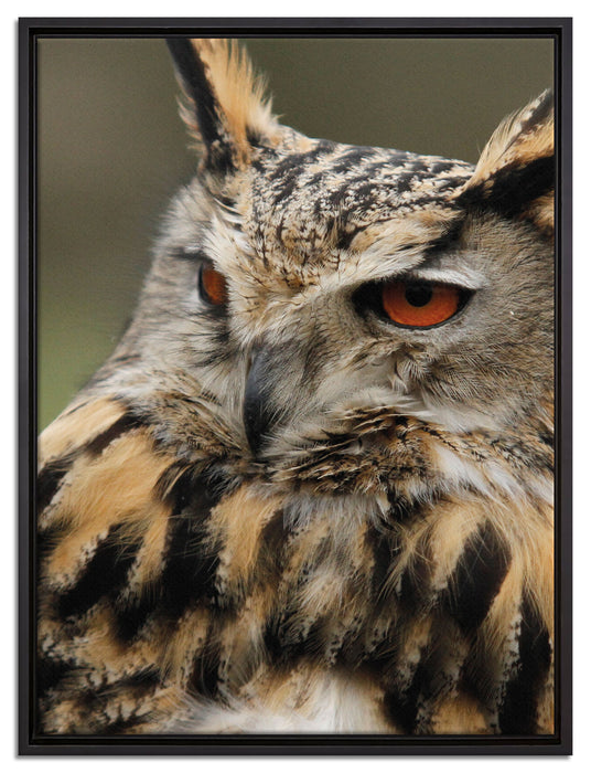 Eule auf Ast auf Leinwandbild gerahmt Größe 80x60