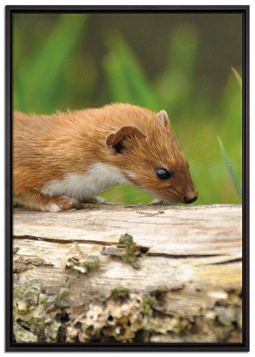 Frettchen auf Baumstamm auf Leinwandbild gerahmt Größe 100x70