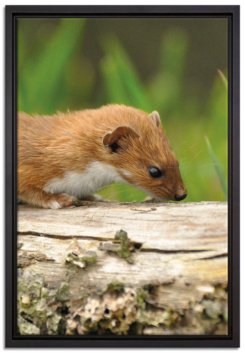Frettchen auf Baumstamm auf Leinwandbild gerahmt Größe 60x40