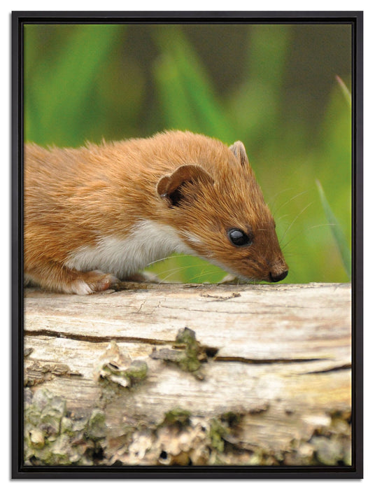 Frettchen auf Baumstamm auf Leinwandbild gerahmt Größe 80x60