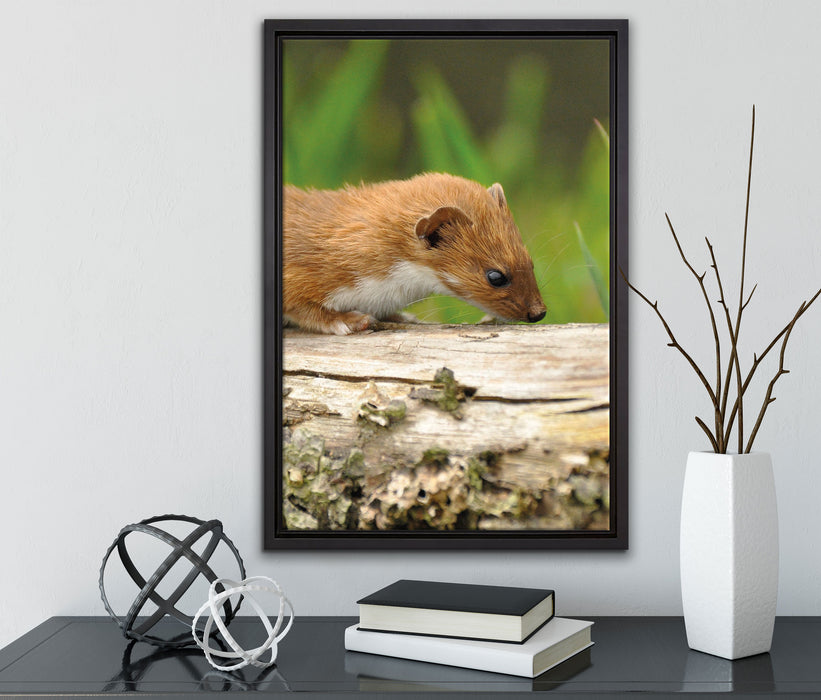 Frettchen auf Baumstamm auf Leinwandbild gerahmt mit Kirschblüten