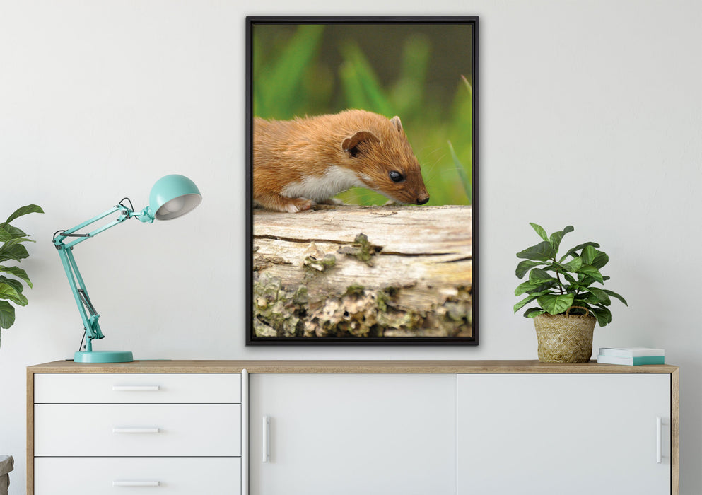 Frettchen auf Baumstamm auf Leinwandbild gerahmt verschiedene Größen im Wohnzimmer