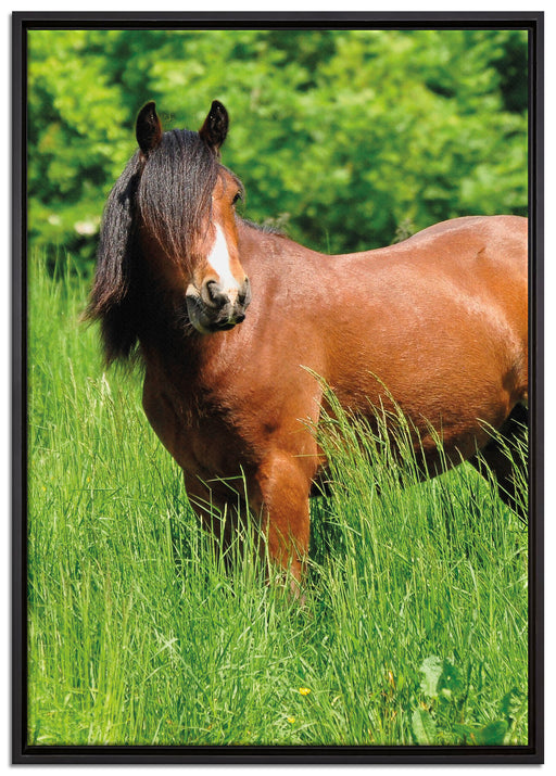 Braunes Pferd auf Wiese auf Leinwandbild gerahmt Größe 100x70