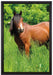 Braunes Pferd auf Wiese auf Leinwandbild gerahmt Größe 60x40
