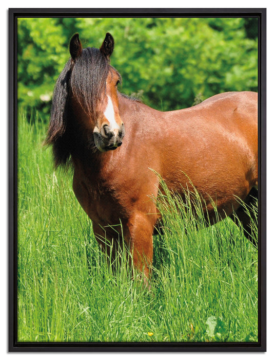 Braunes Pferd auf Wiese auf Leinwandbild gerahmt Größe 80x60
