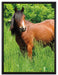 Braunes Pferd auf Wiese auf Leinwandbild gerahmt Größe 80x60