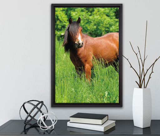 Braunes Pferd auf Wiese auf Leinwandbild gerahmt mit Kirschblüten