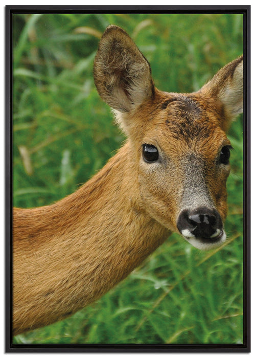 scheues Reh auf Leinwandbild gerahmt Größe 100x70