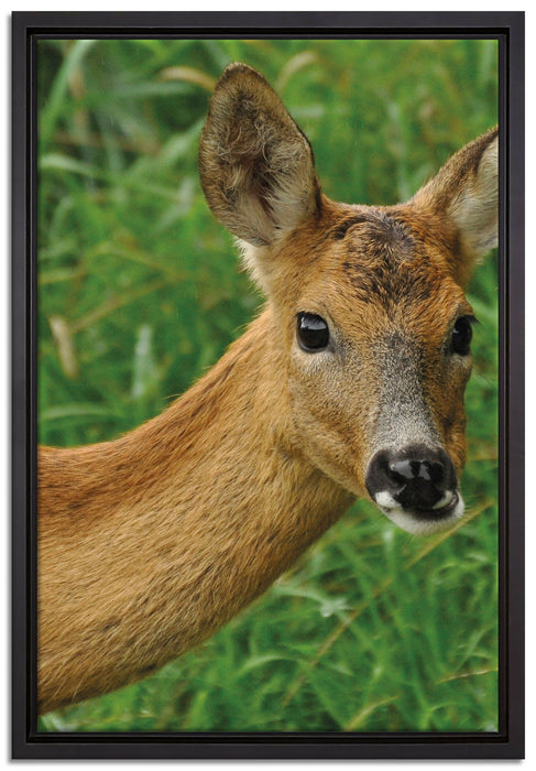 scheues Reh auf Leinwandbild gerahmt Größe 60x40