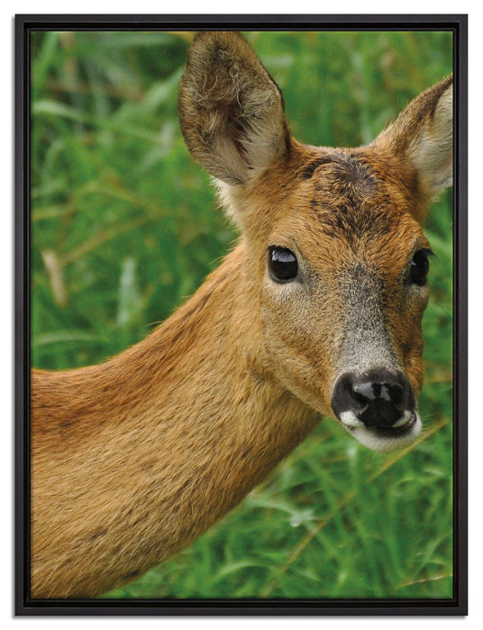 scheues Reh auf Leinwandbild gerahmt Größe 80x60