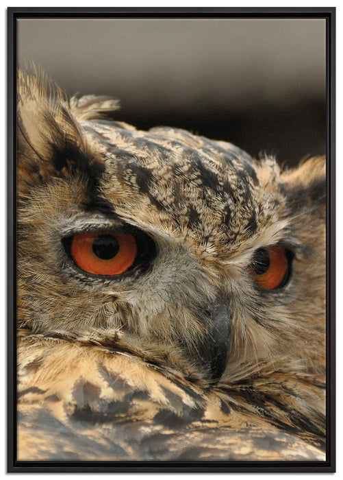 Eule auf Leinwandbild gerahmt Größe 100x70
