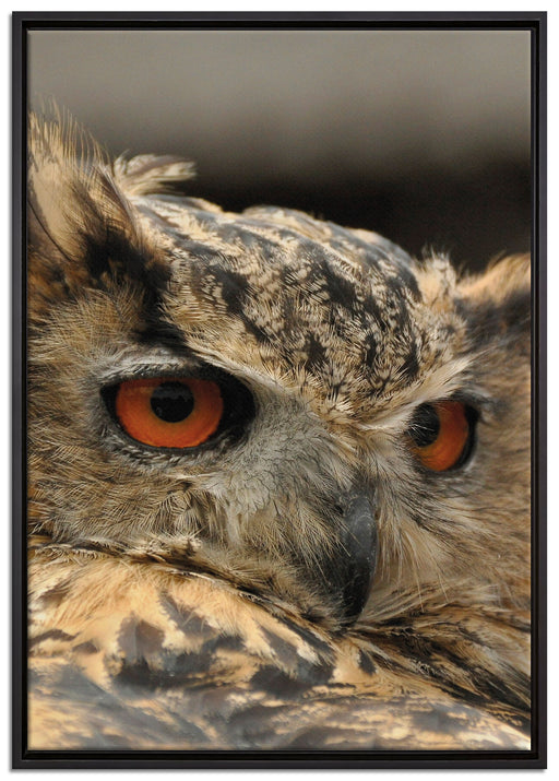 Eule auf Leinwandbild gerahmt Größe 100x70